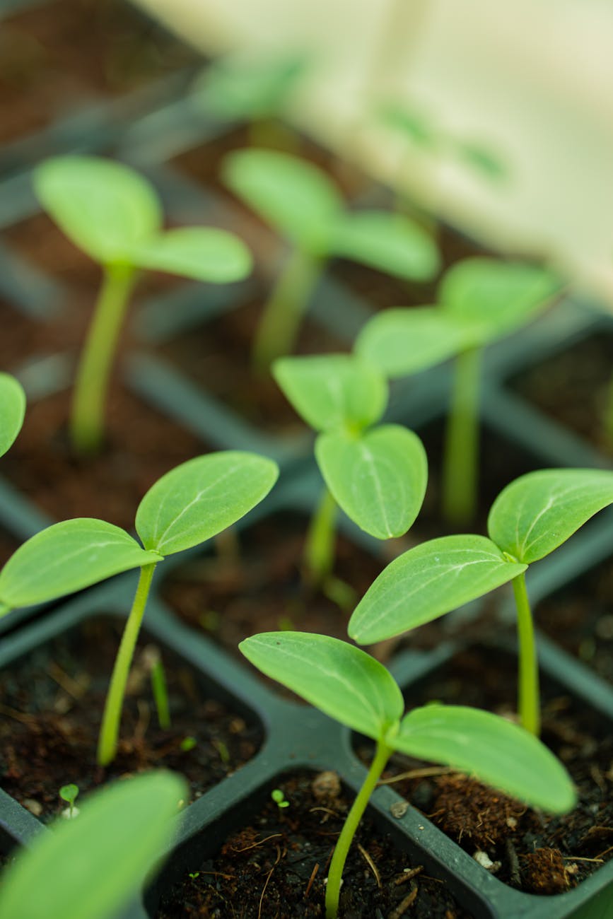 What My Garden Taught Me About Getting Older